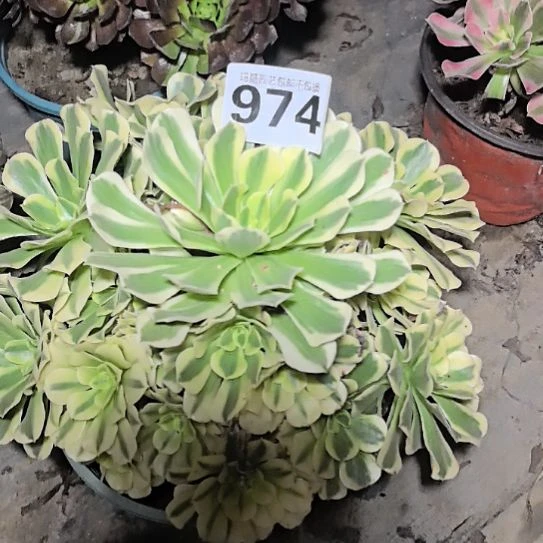 974绿豆沙花花法师2-12