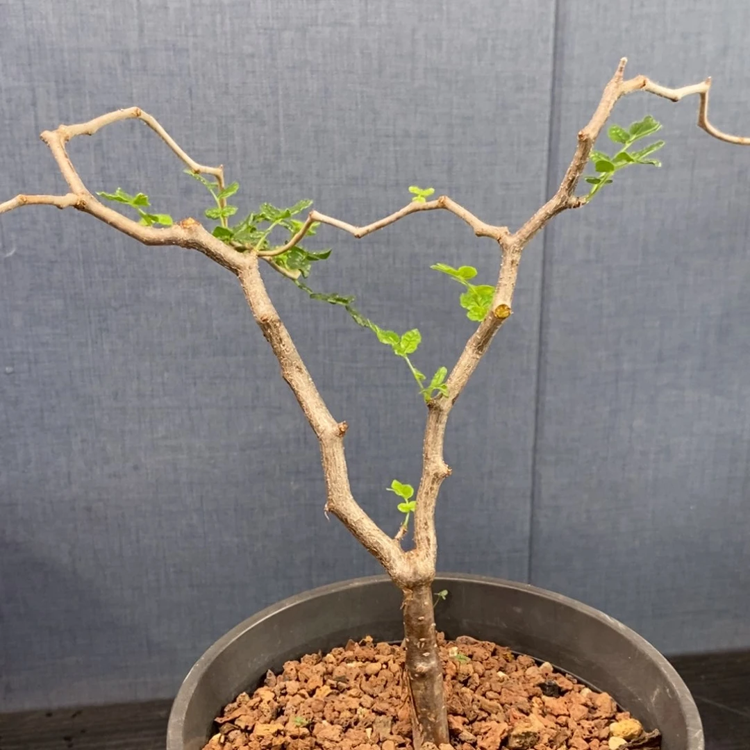 滔天橄榄实生没药