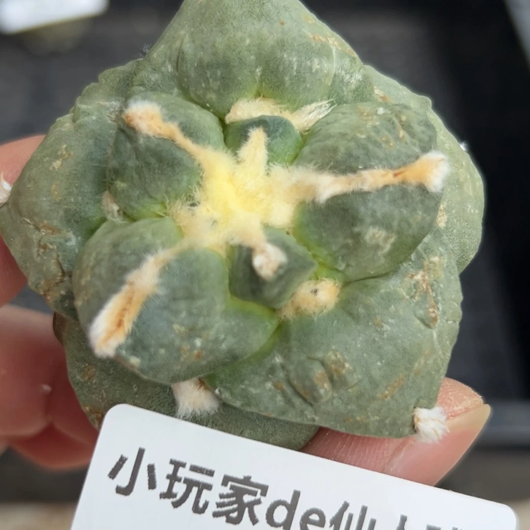 455 仙人球的牡丹 有根