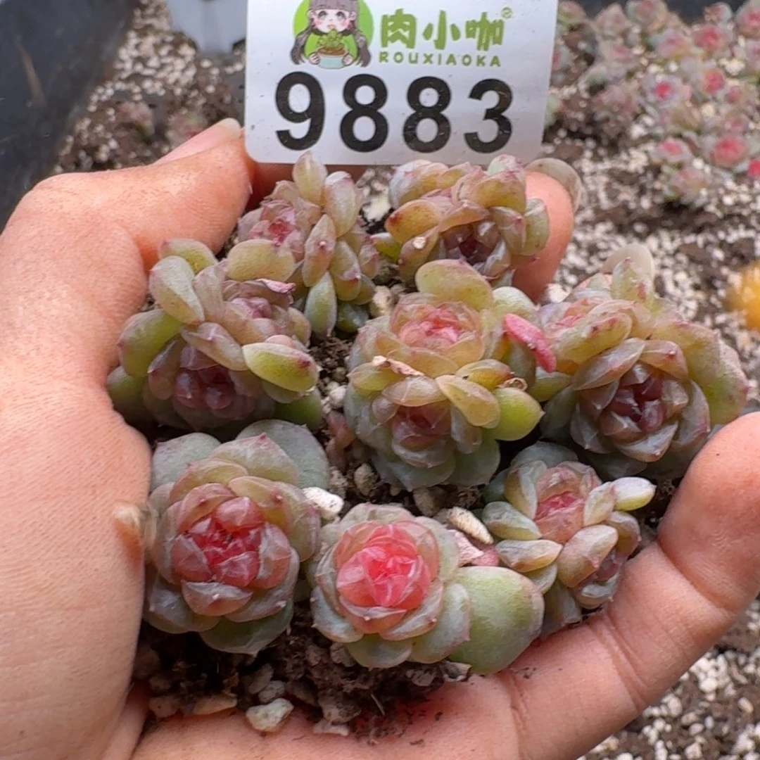 多肉植物多肉植物