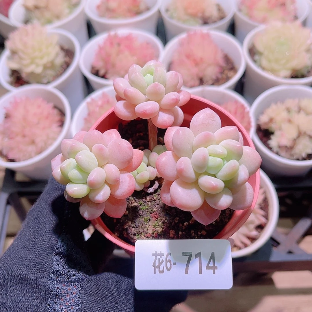 花利美6-714洛可可