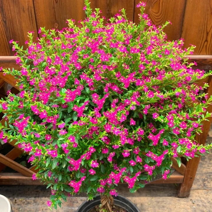 麻花杆棒棒糖满天星花苗盆栽带花苞室内外四季开花好养绿植