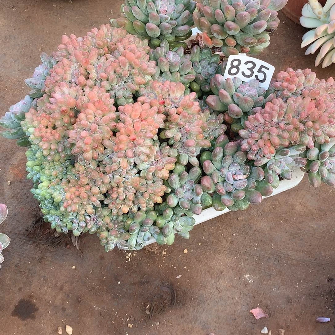 835灯美人 一物一拍多肉