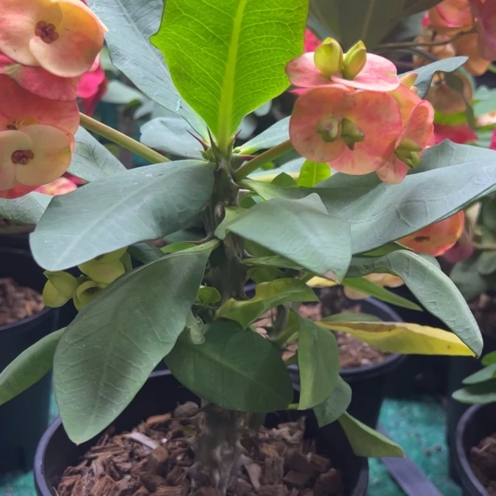 泰品扦插一物一拍