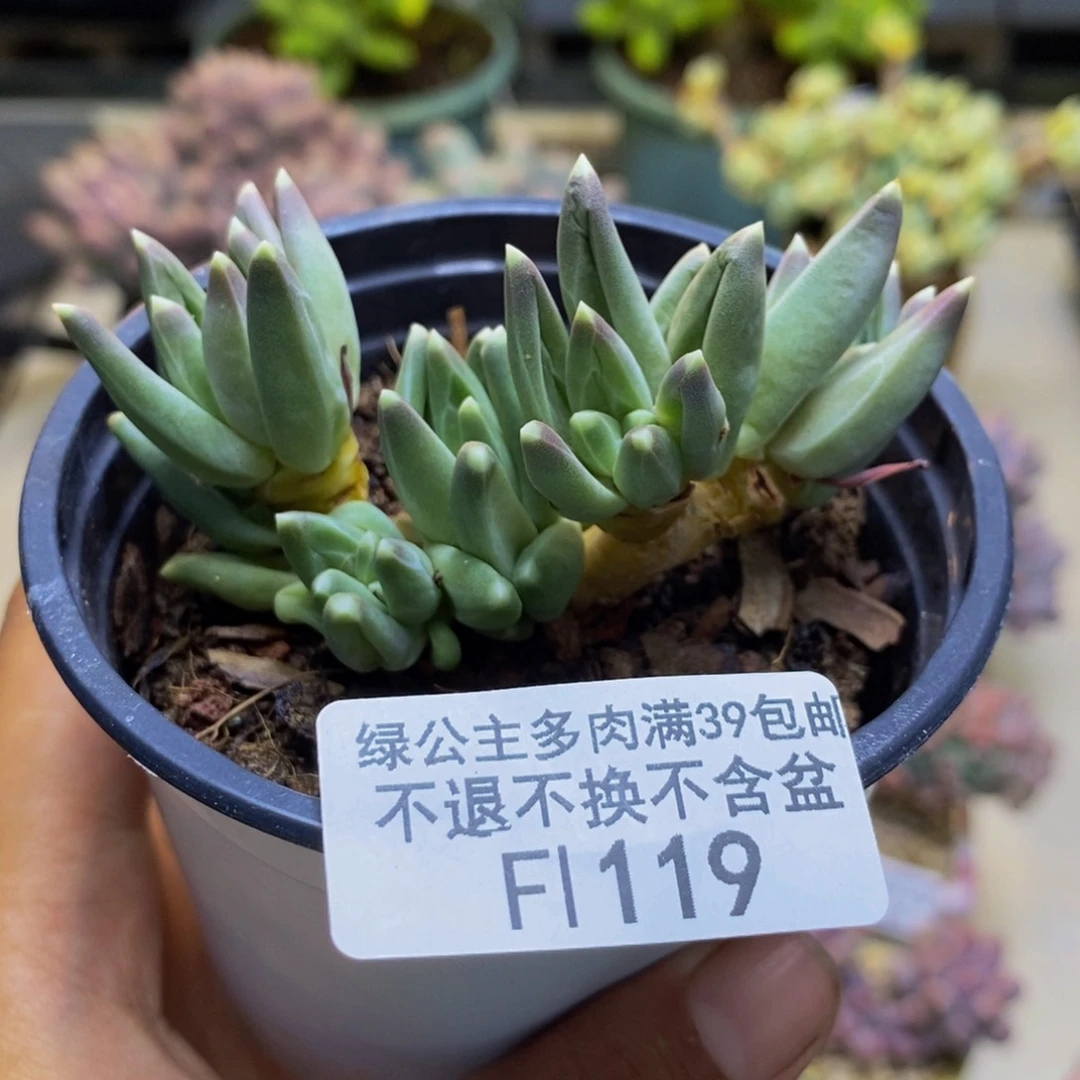 119梵高多肉肉7cm