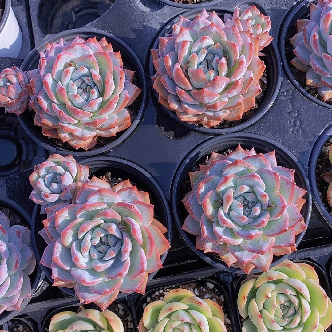 0630- 粉蓝鸟单头带崽福利一颗 量拍