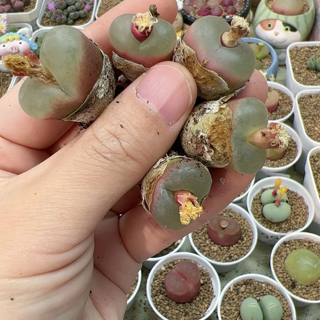 【闪购商品】77 白窗