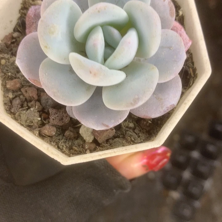 雪莲。 （满9.99包邮不满9.99发叶子）