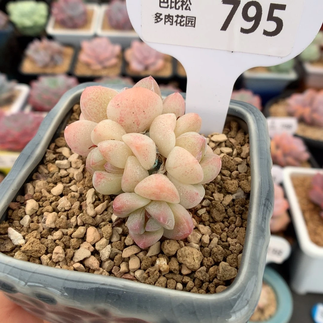 795四头冰玉多肉植物