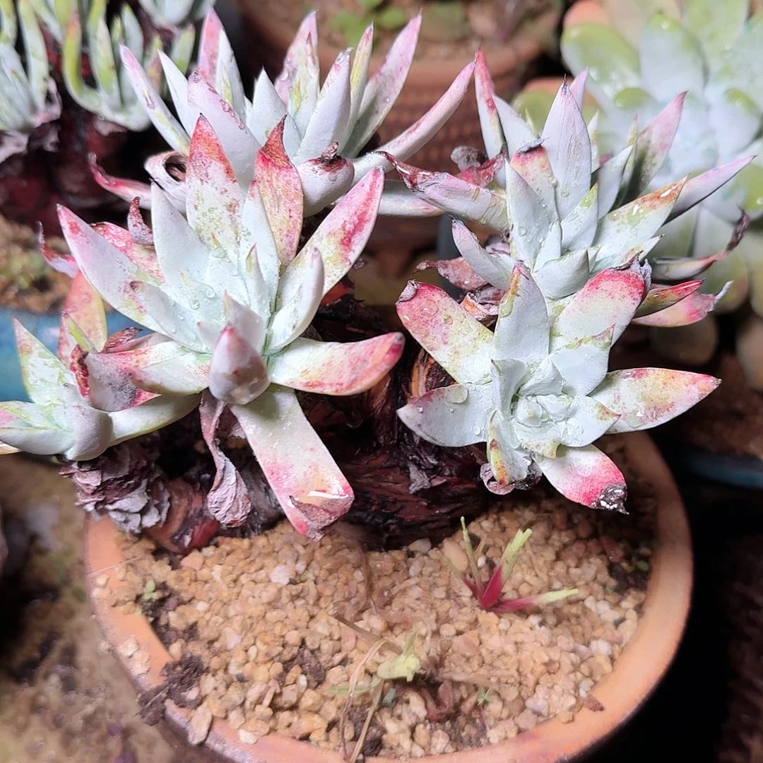 1644白医生图多肉