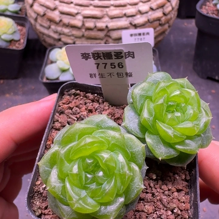 7756勋章一物一拍5cm盆