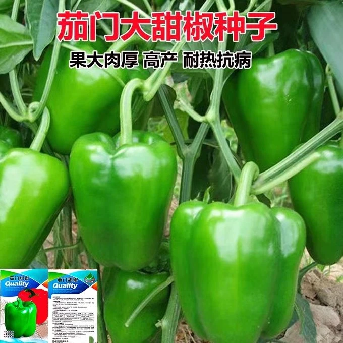 茄门大甜椒种子特大号不辣青椒灯笼椒阳台盆栽农家庭院辣椒种子