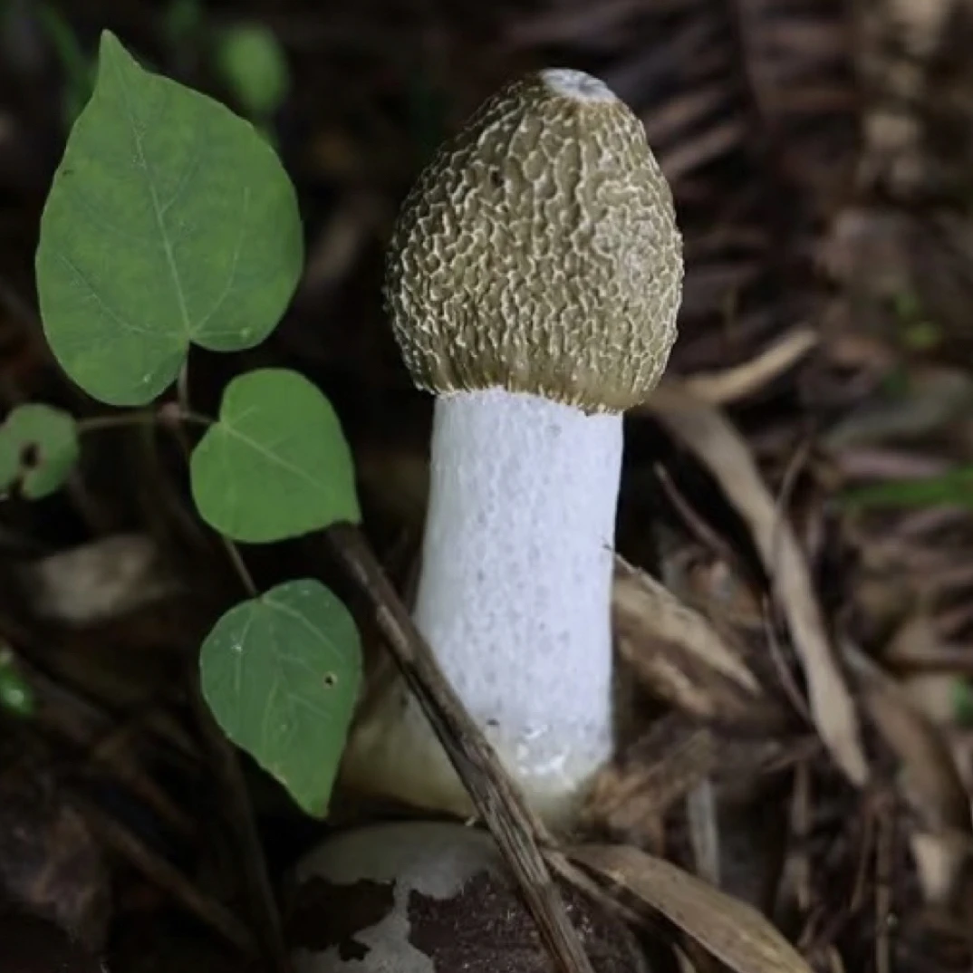 【乡村八妹专属】高山味美营养健康竹荪干竹荪