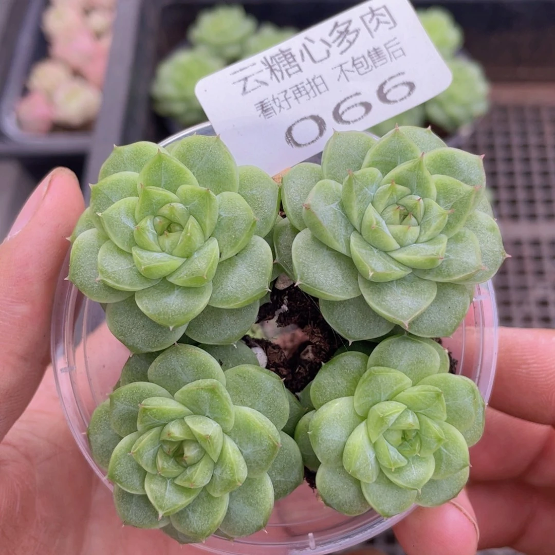 云糖心多肉植物66