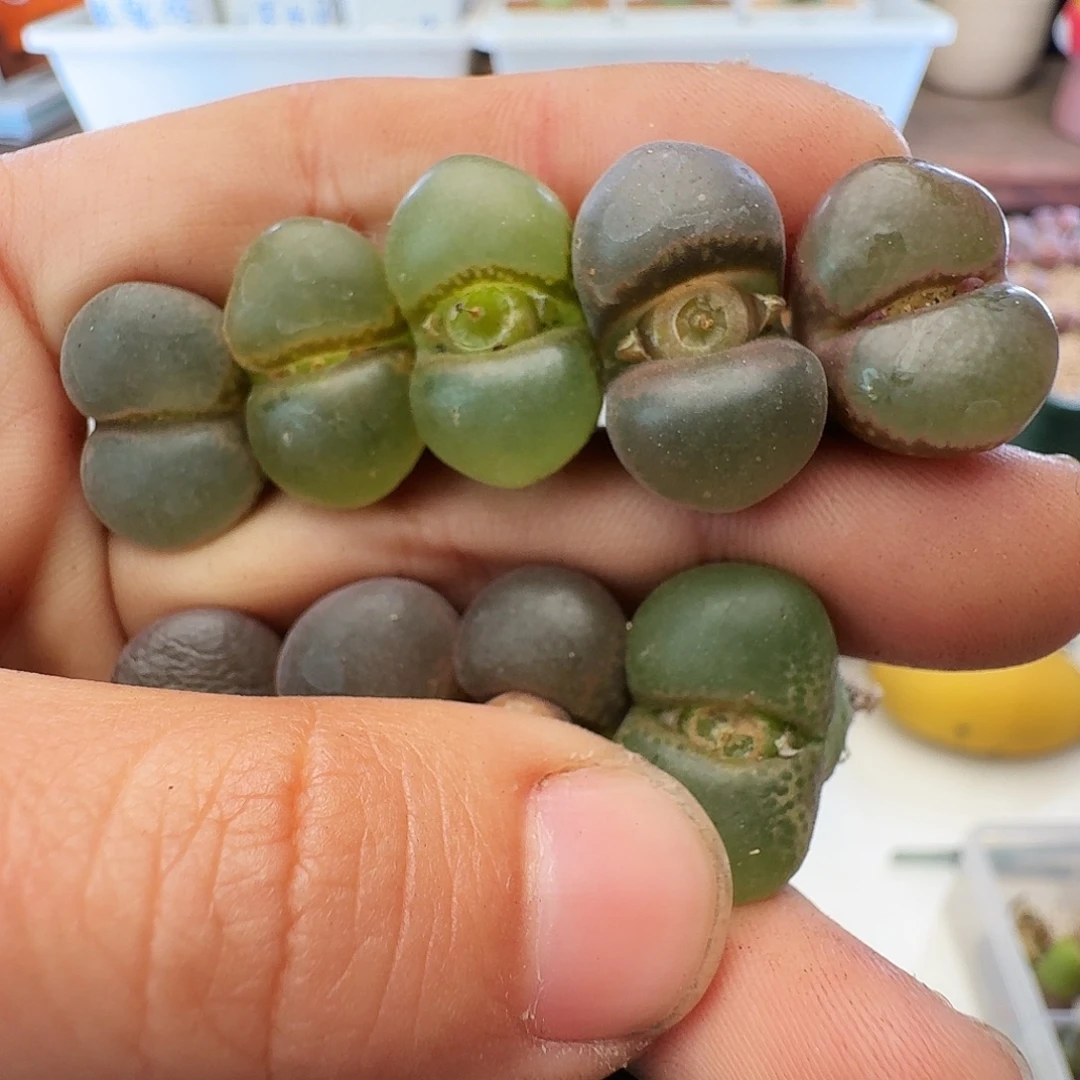 瑕疵风铃介意慎拍112