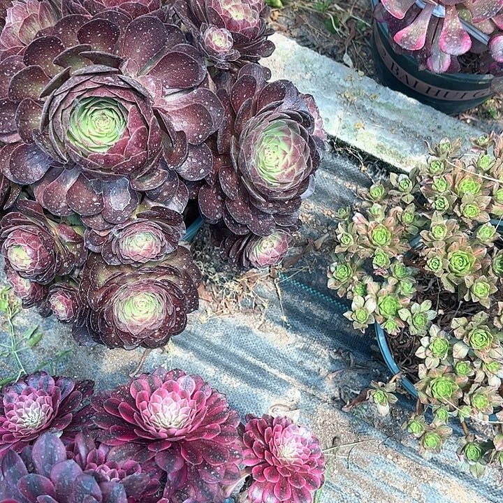 0031黑膜拉丝多肉植物