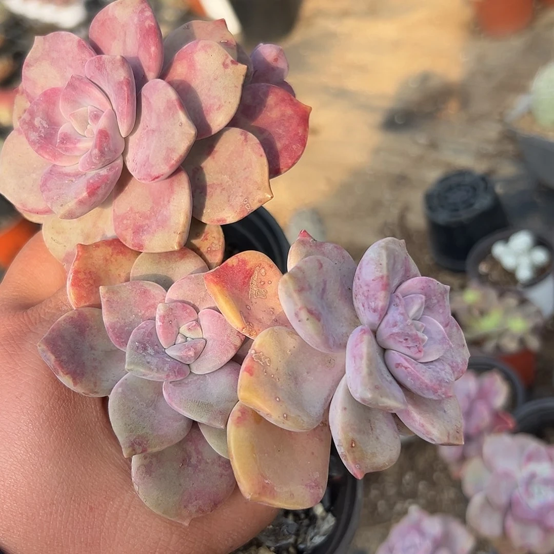 多肉植物多肉植物
