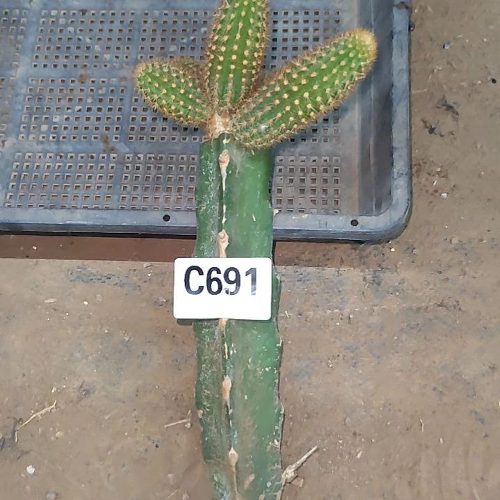 丽****)福袋礼品金妞1个691