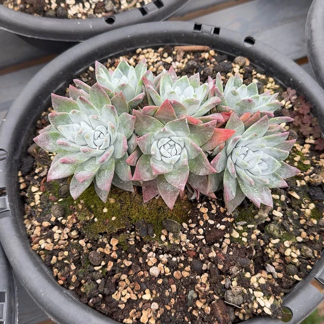 少***糖多肉植物仙女杯九分糖