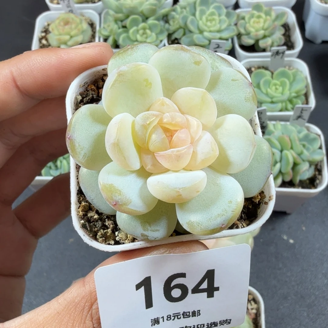 糖果单头一物一拍164