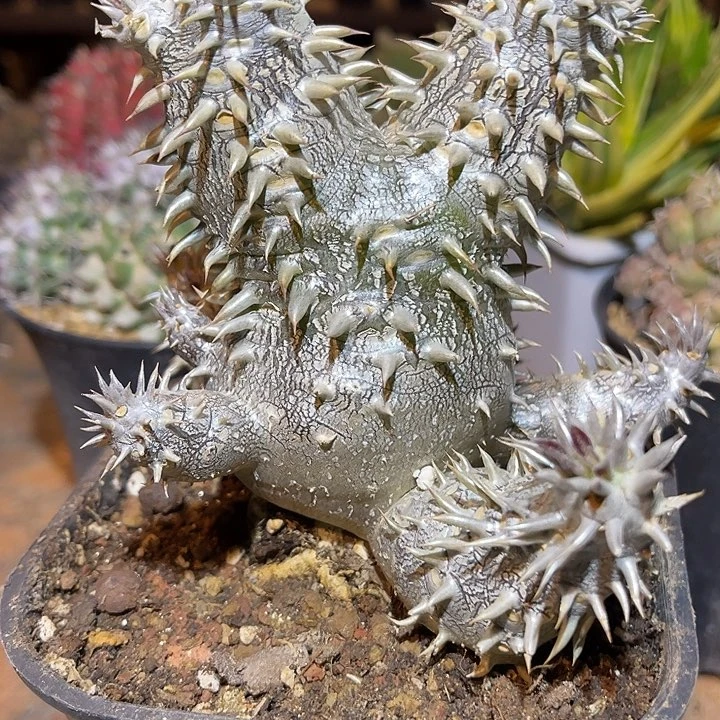 满38包邮2天凑单，脱土晾根发货多肉植物