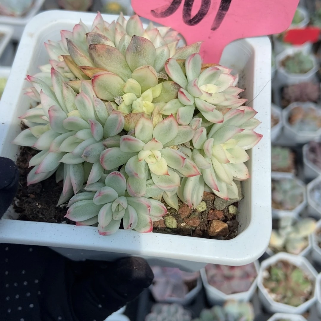 561女雏锦多肉植物