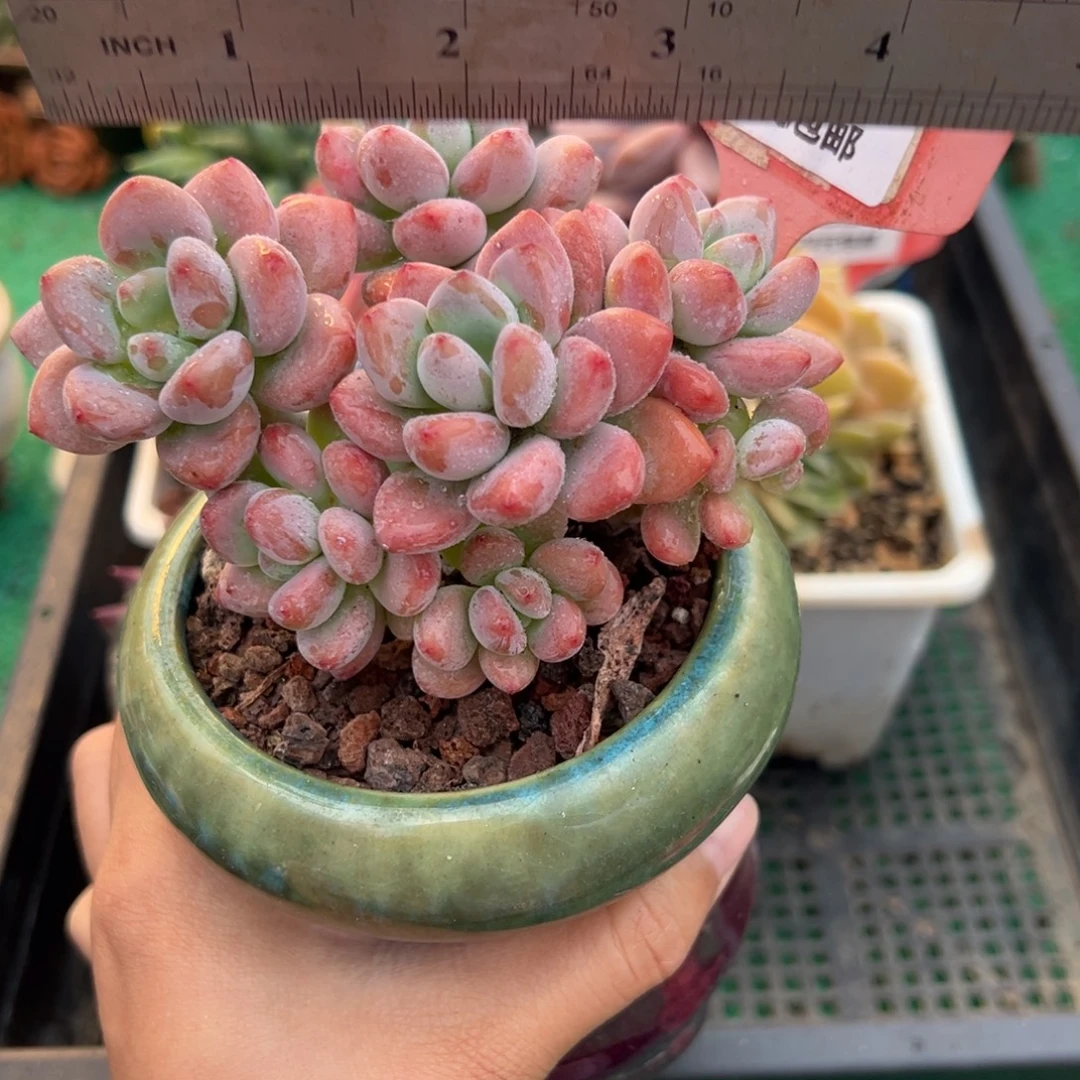 表妹精品多肉植物621.