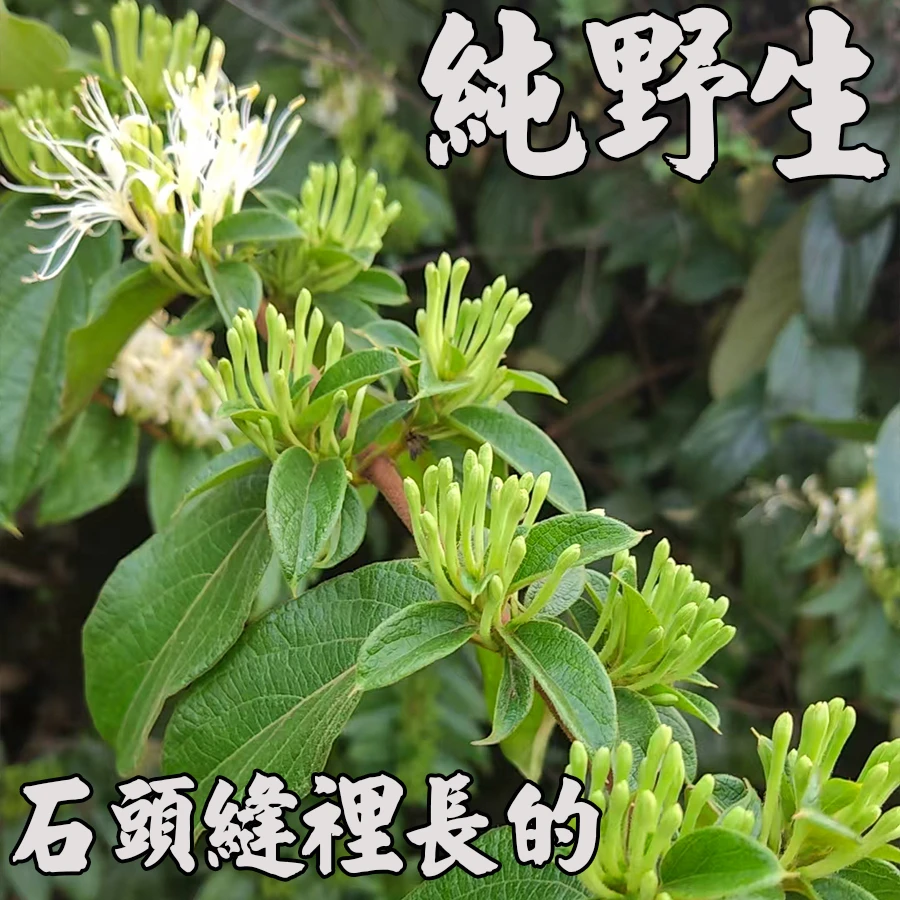 头茬纯野生云贵喀斯特山地野生金银花手工鲜采高活性无农残金银花