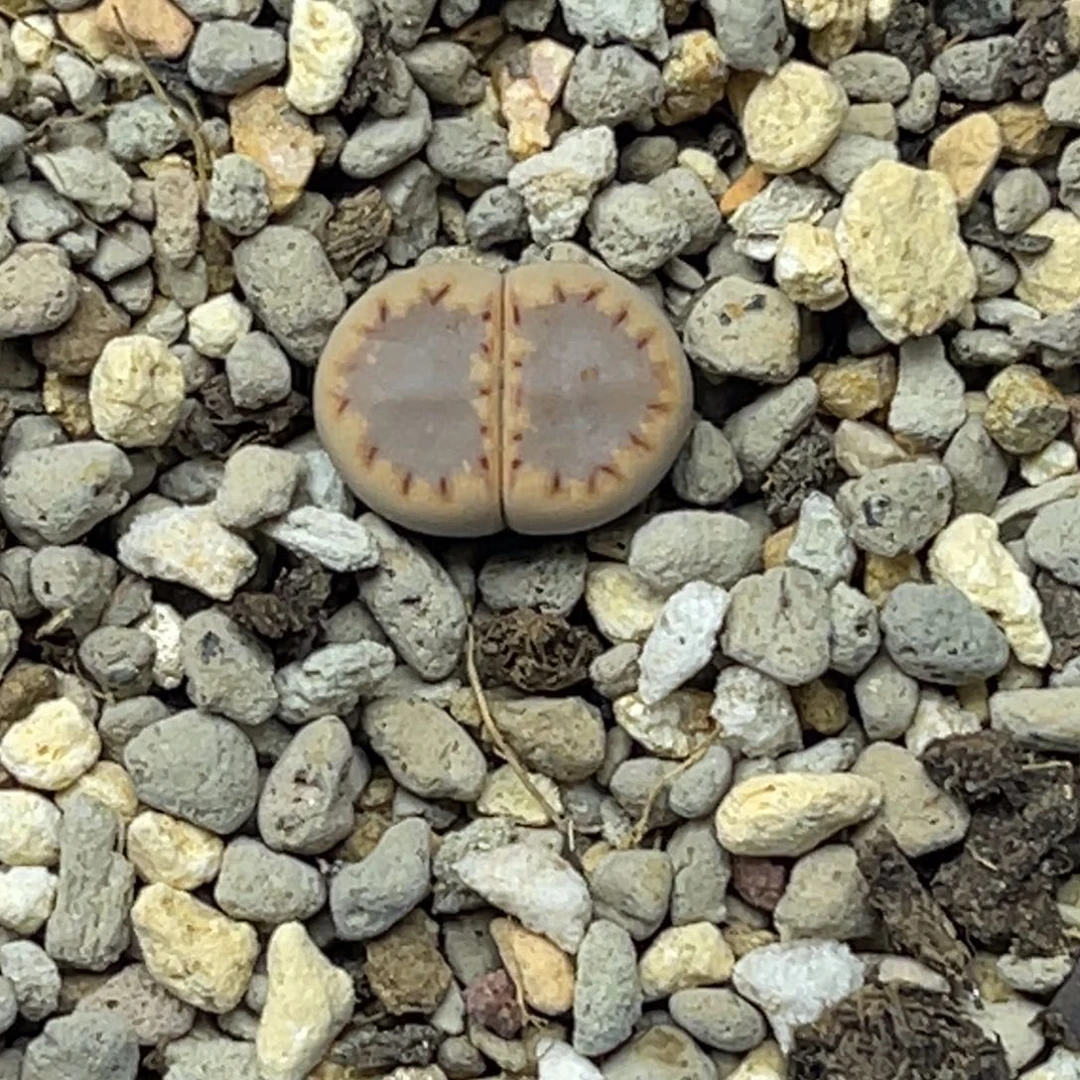 1338蓝底粉饼1尺寸1.3