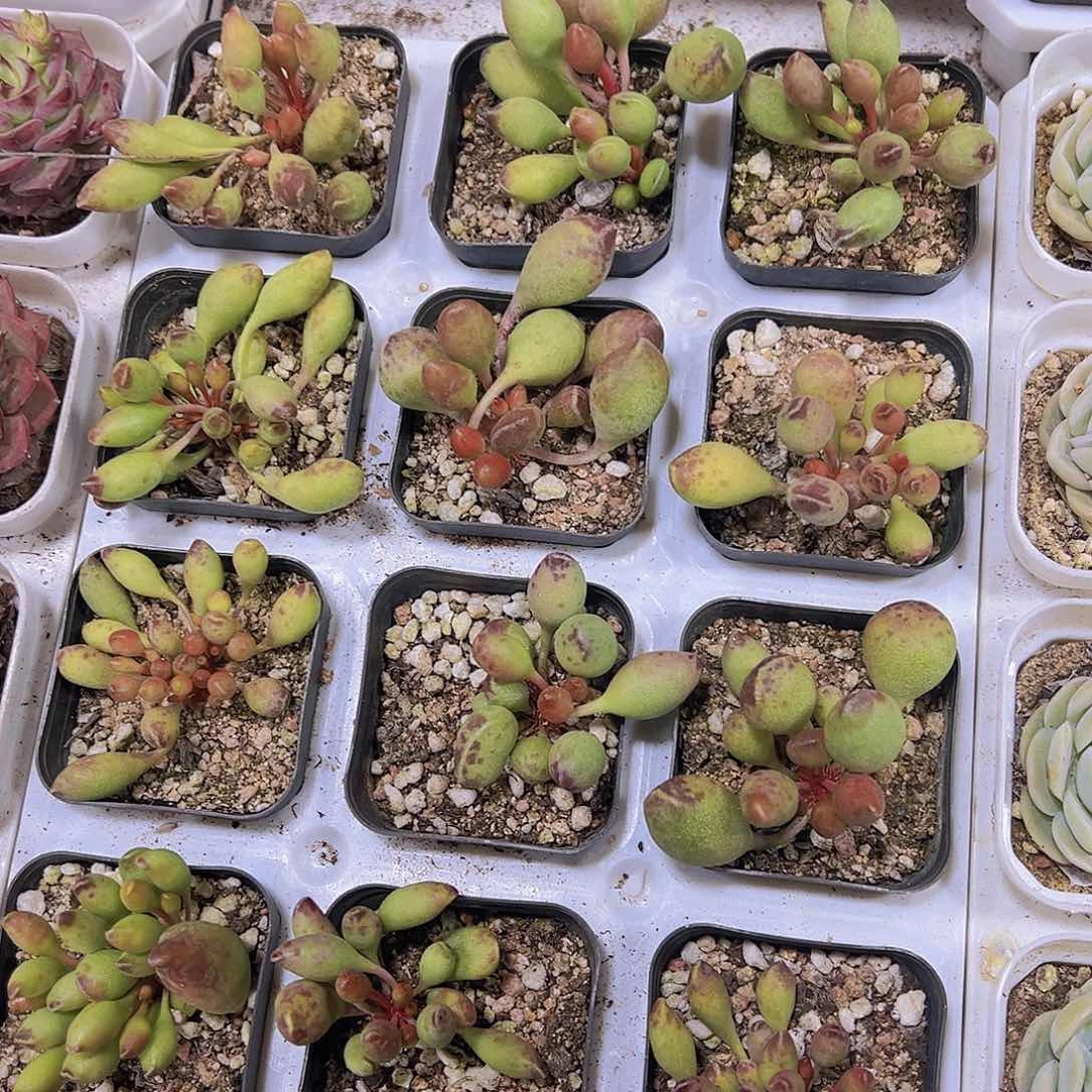 孤锤19包邮植物多肉