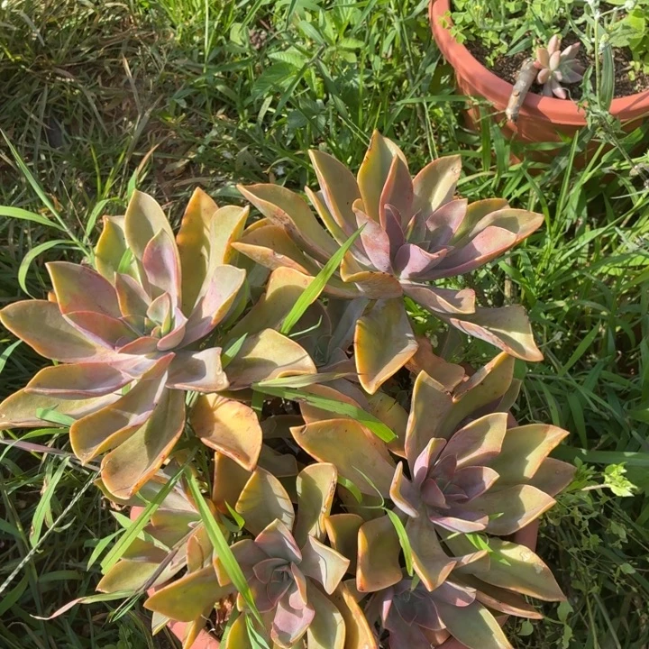 热***式多肉植物。。。。。。。。。。。。。。。。。。