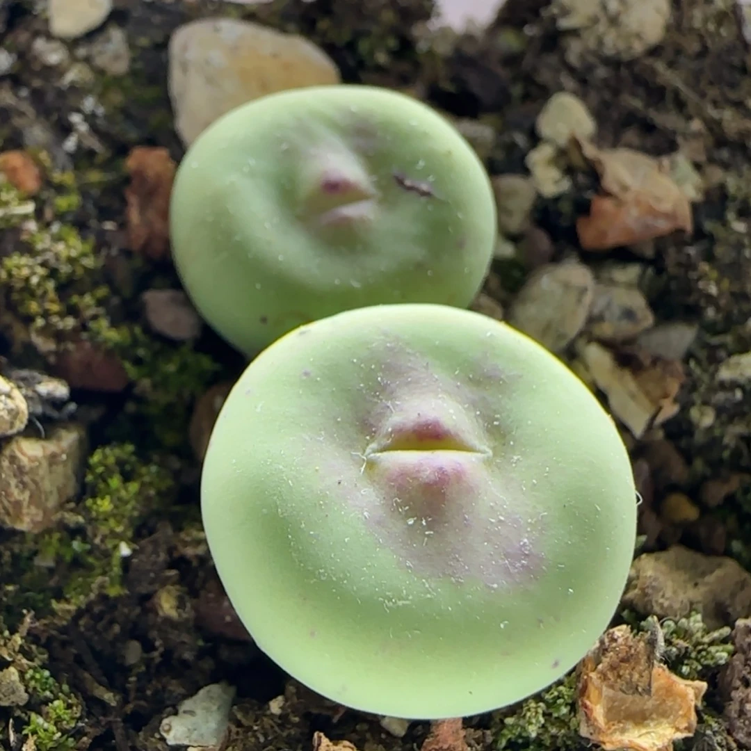 【闪购商品】11936v嘴没编号