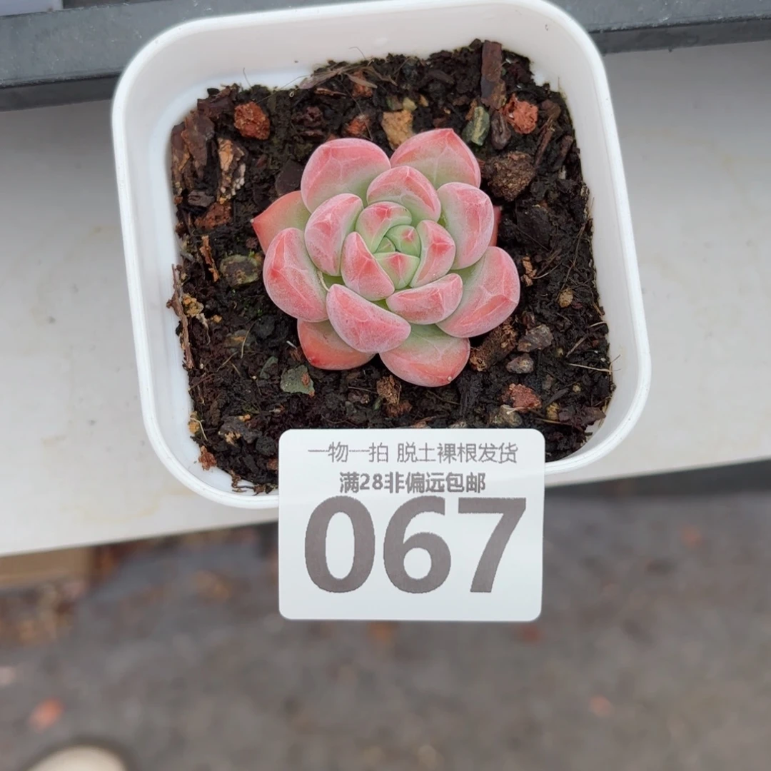 蛋吉单头无盆土发货