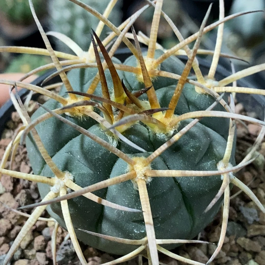 孤品实生特选株狂豪刺粗刺超刺光琳玉5.5cm