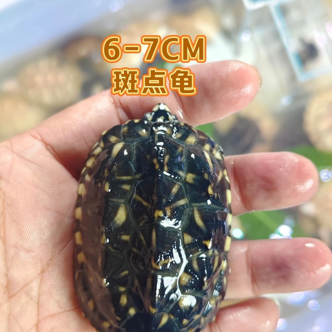 【斑点龟】星点观赏活体包深水高背迷你小宠物宠物深水龟乌龟黄耳龟