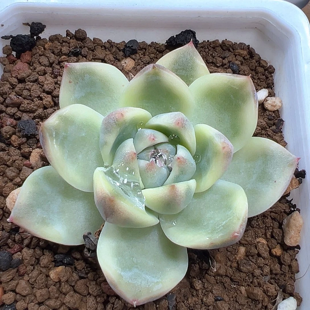 阿尔巴佳人锦 小方花圃一物一拍