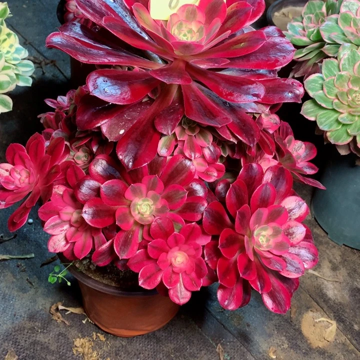 836美杜莎多肉111111