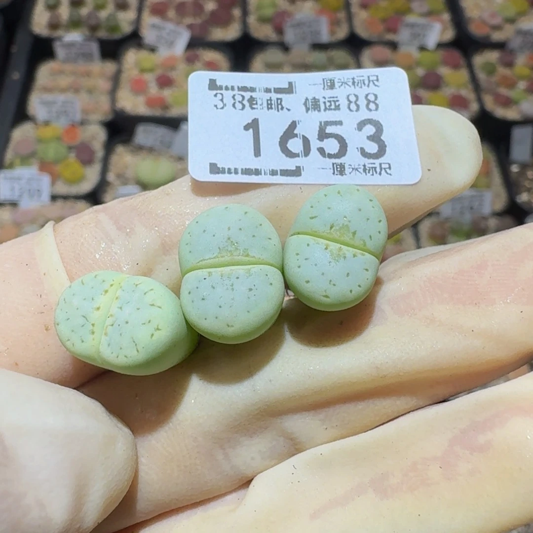 钱***敉Sssss精品生石花1653