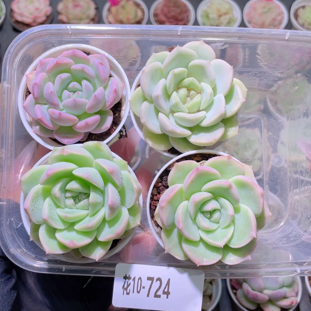 花利美10-724新品  4颗