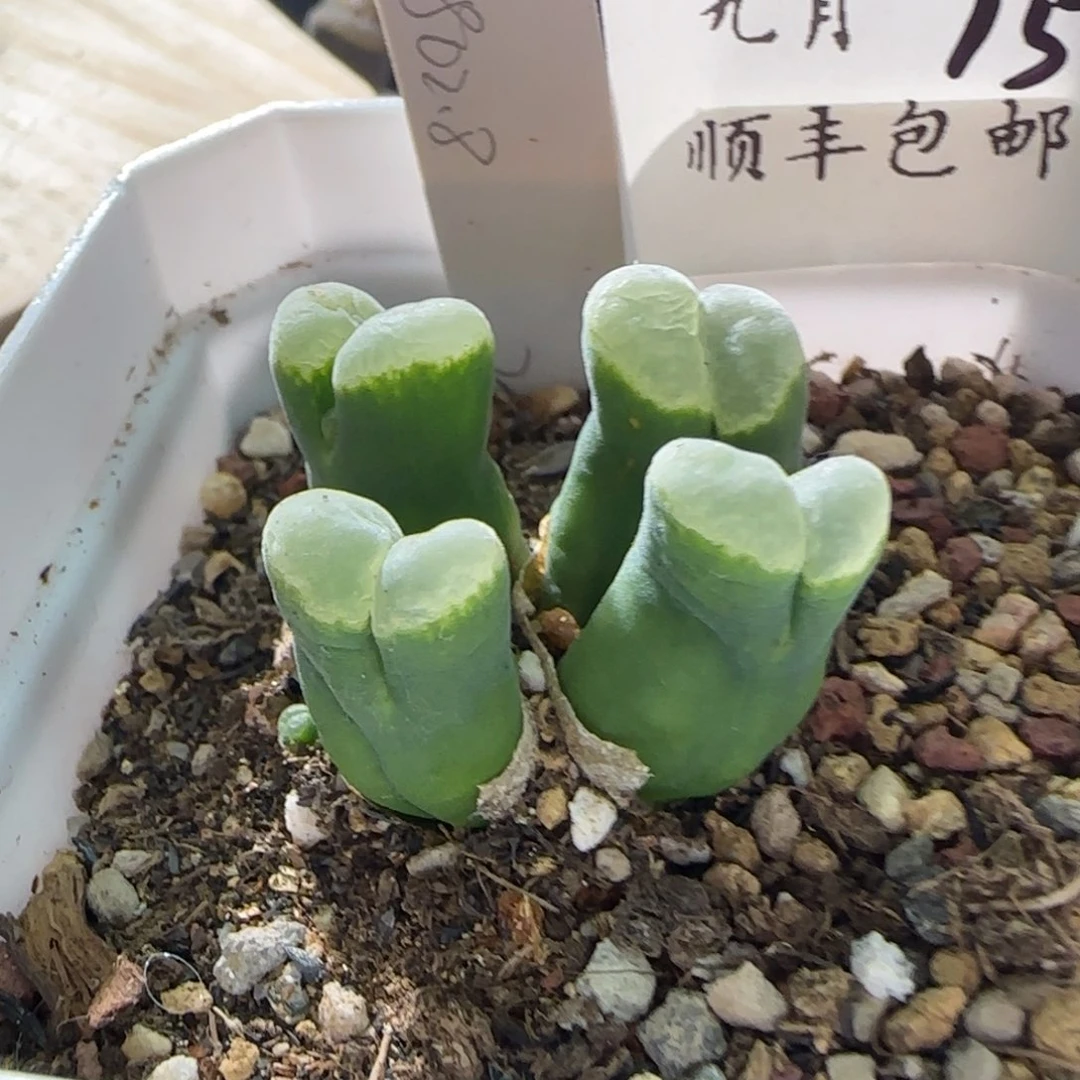 顺丰包邮一物一拍15