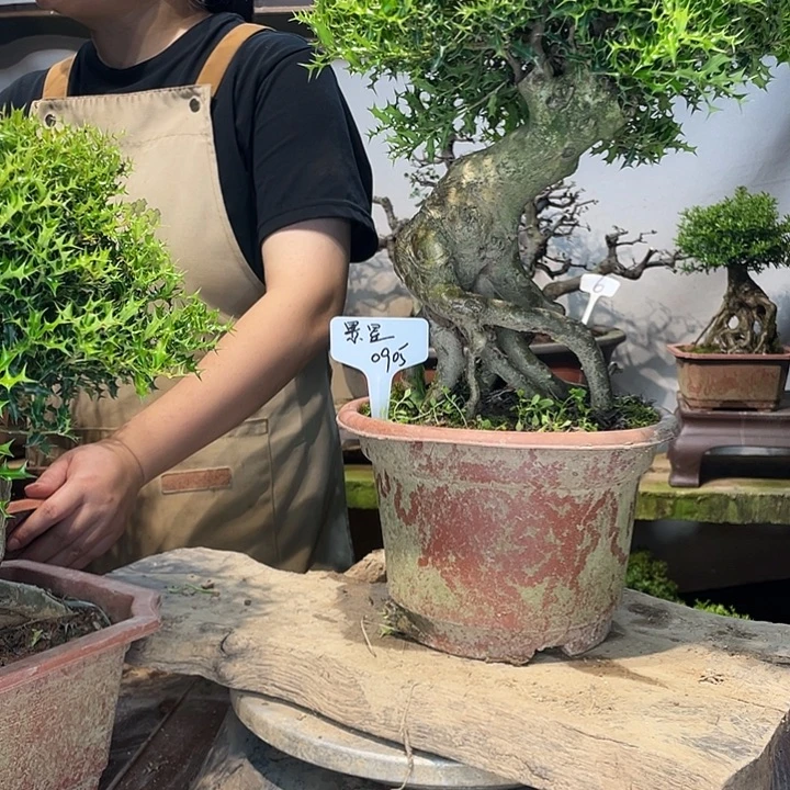 以实际为准米叶枸骨