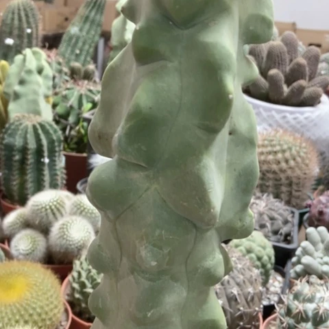 虎*妈皇帝阁仙人球50米星人