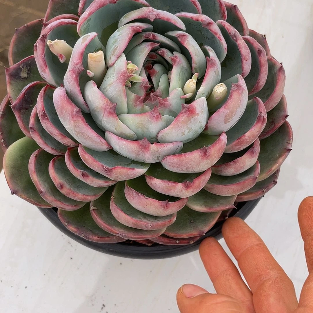 惊鸿多肉多肉多肉