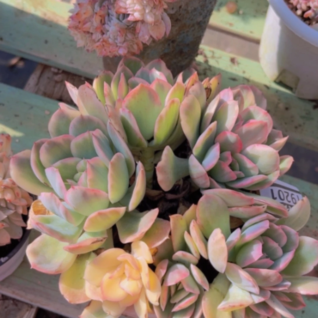 【闪购商品】绮罗锦19201