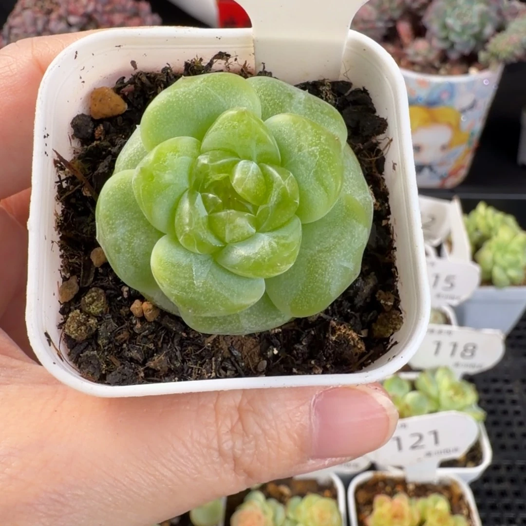 珍妮单头孤品127号