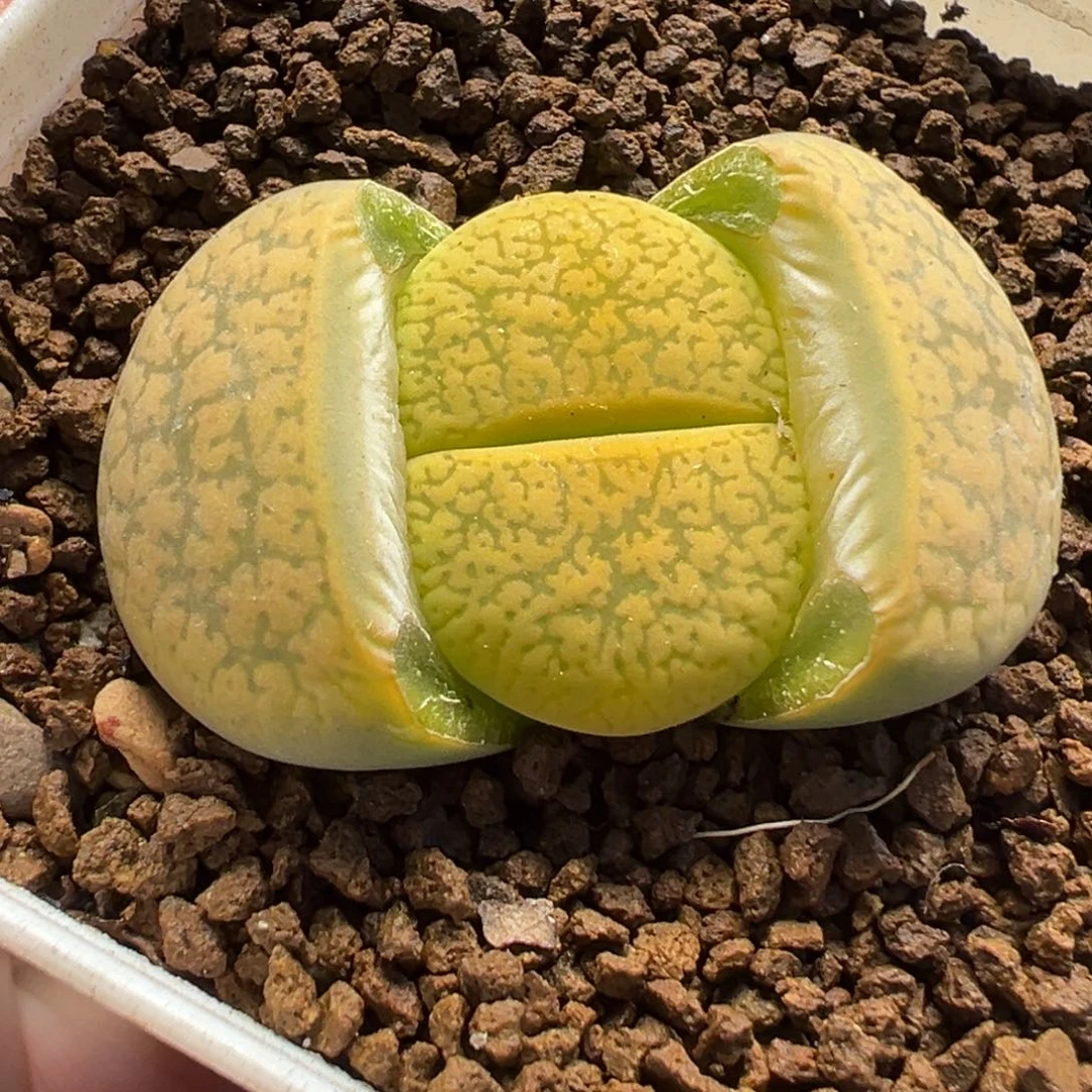 012多肉植物种类多样