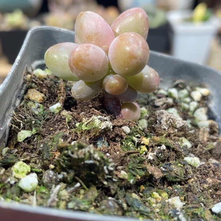 红芒小树623号的多肉啊啊