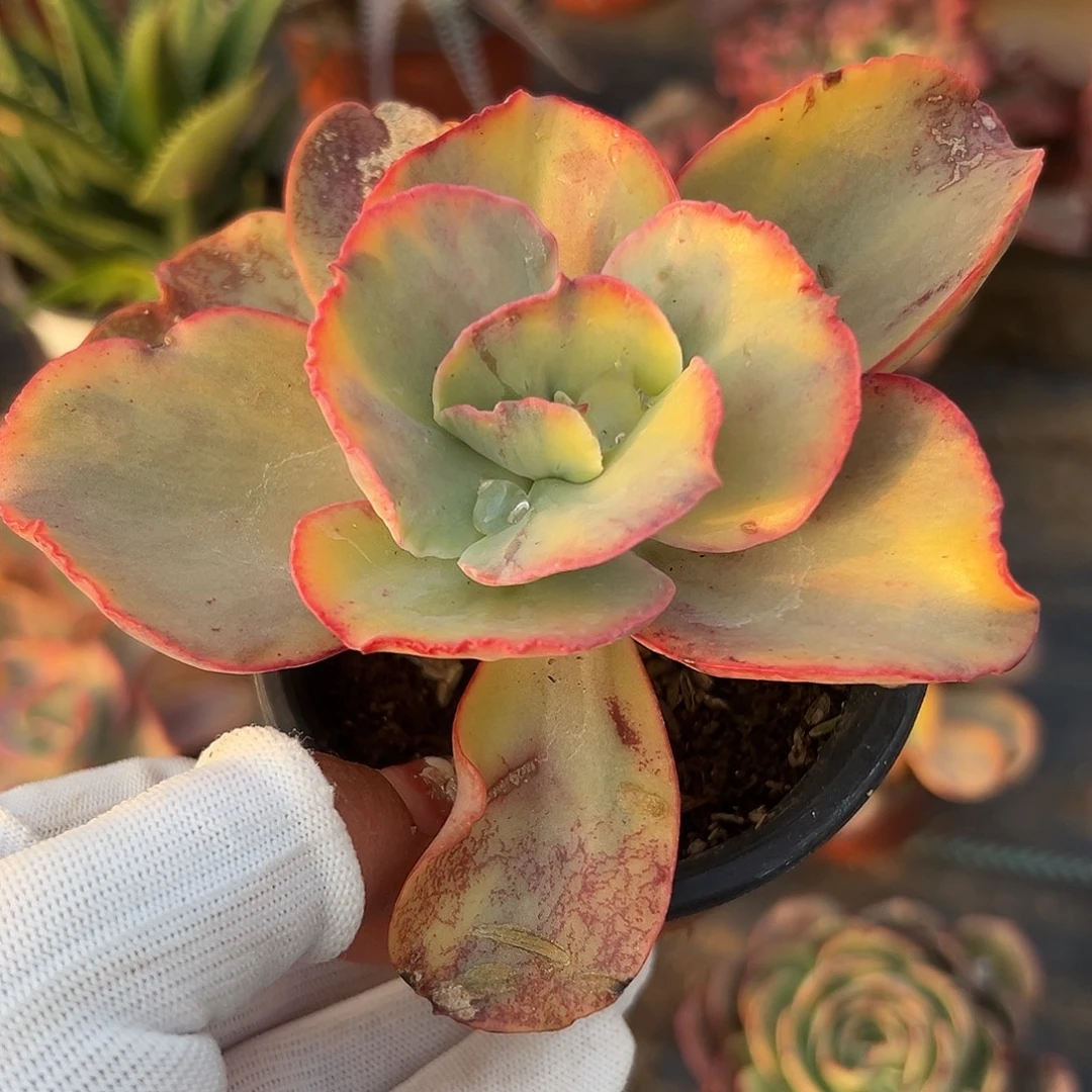 多肉植物多肉植物