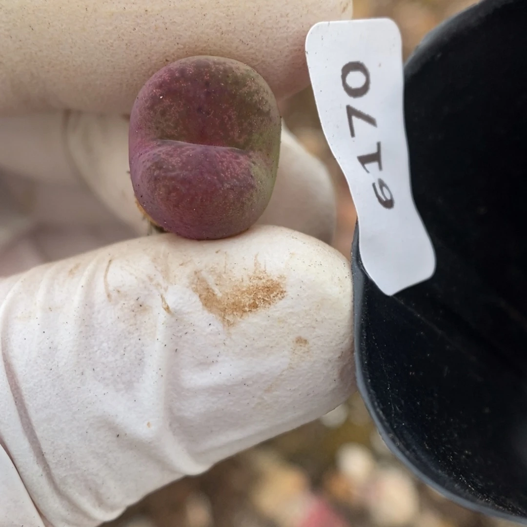 多肉植物肉锥杂交K-6170