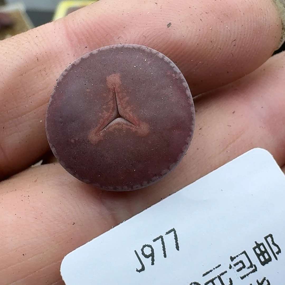 977多肉哈哈哈哈哈哈哈哈